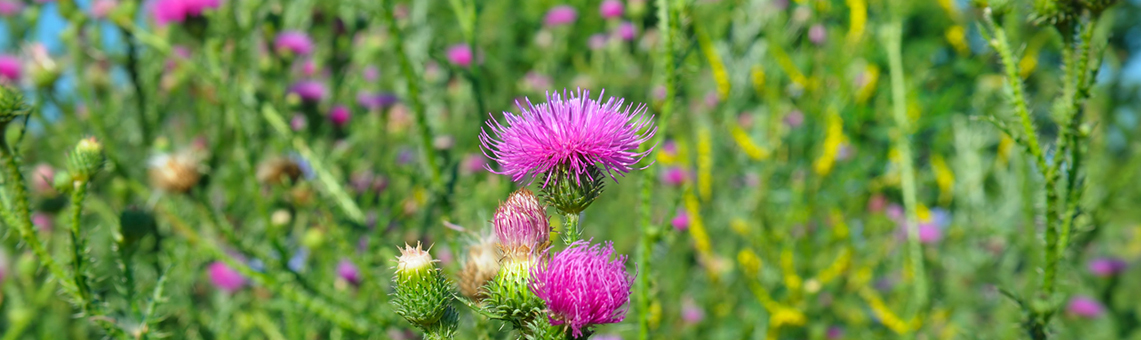 Milk Thistle