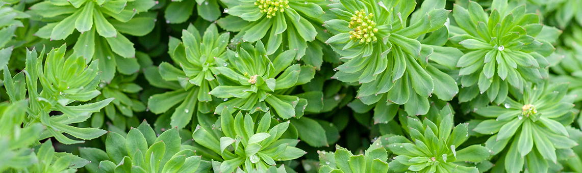 Rhodiola