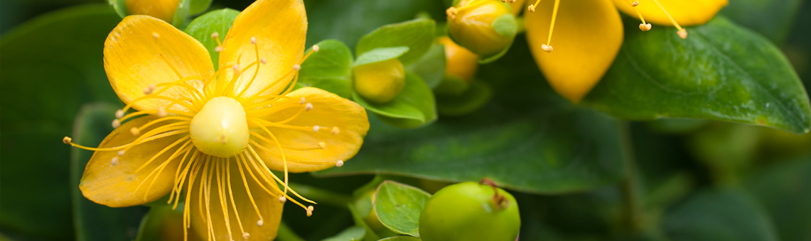 St Johns wort